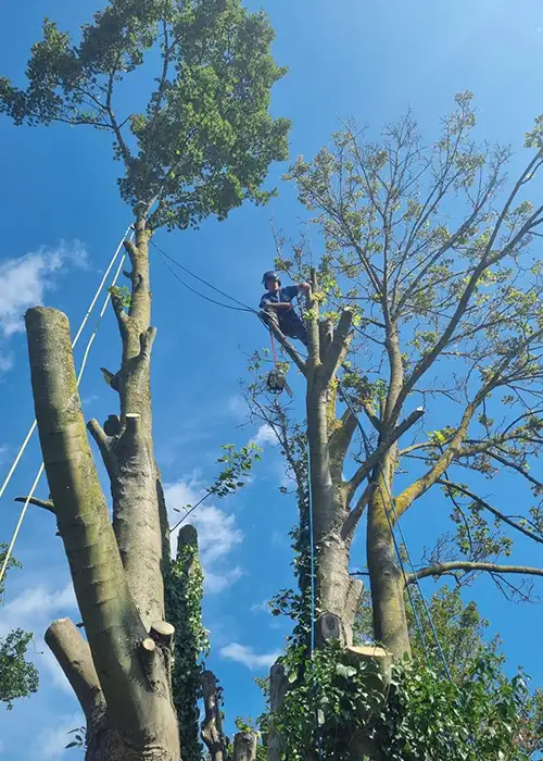 Tree surveys