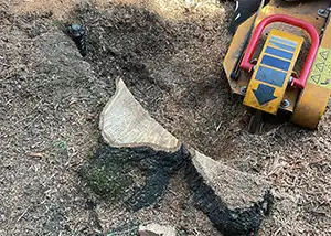 Stump Grinding & Removal