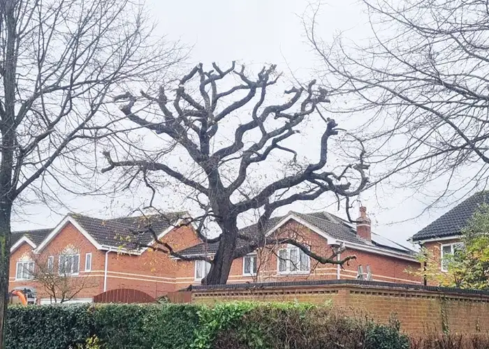 Tree surveys