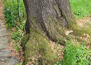 Veteran Tree Care