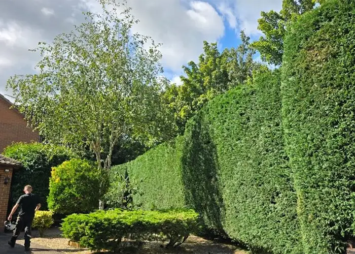 Hedge Trimming & Maintenance