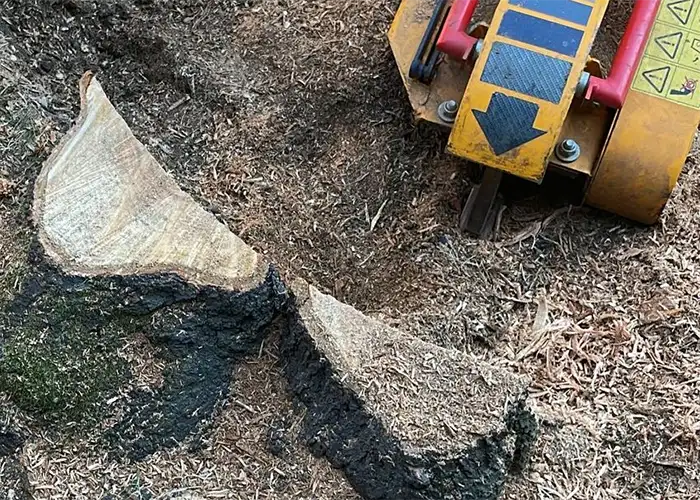 Stump Grinding & Removal