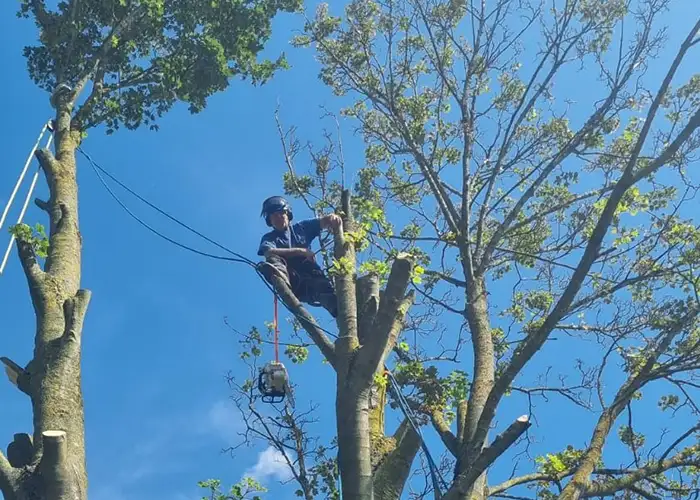 Tree Pruning, Reductions & Removal