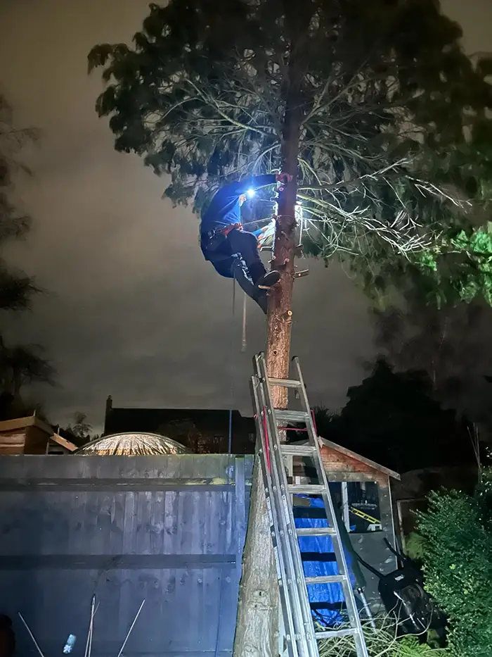 Emergency Tree Care