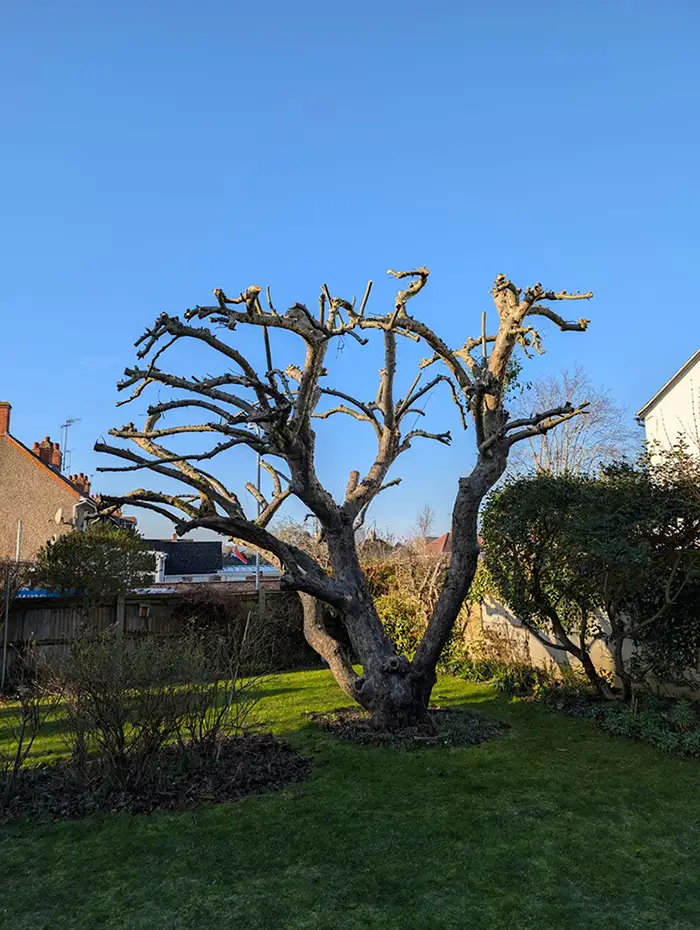 Tree surveys