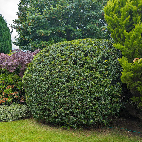 hedge Cutting and Trimming 