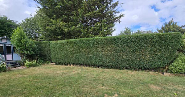 hedge Cutting and Trimming 