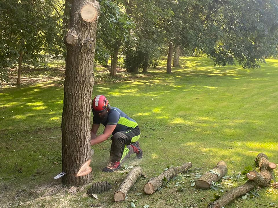 hedge Cutting and Trimming 