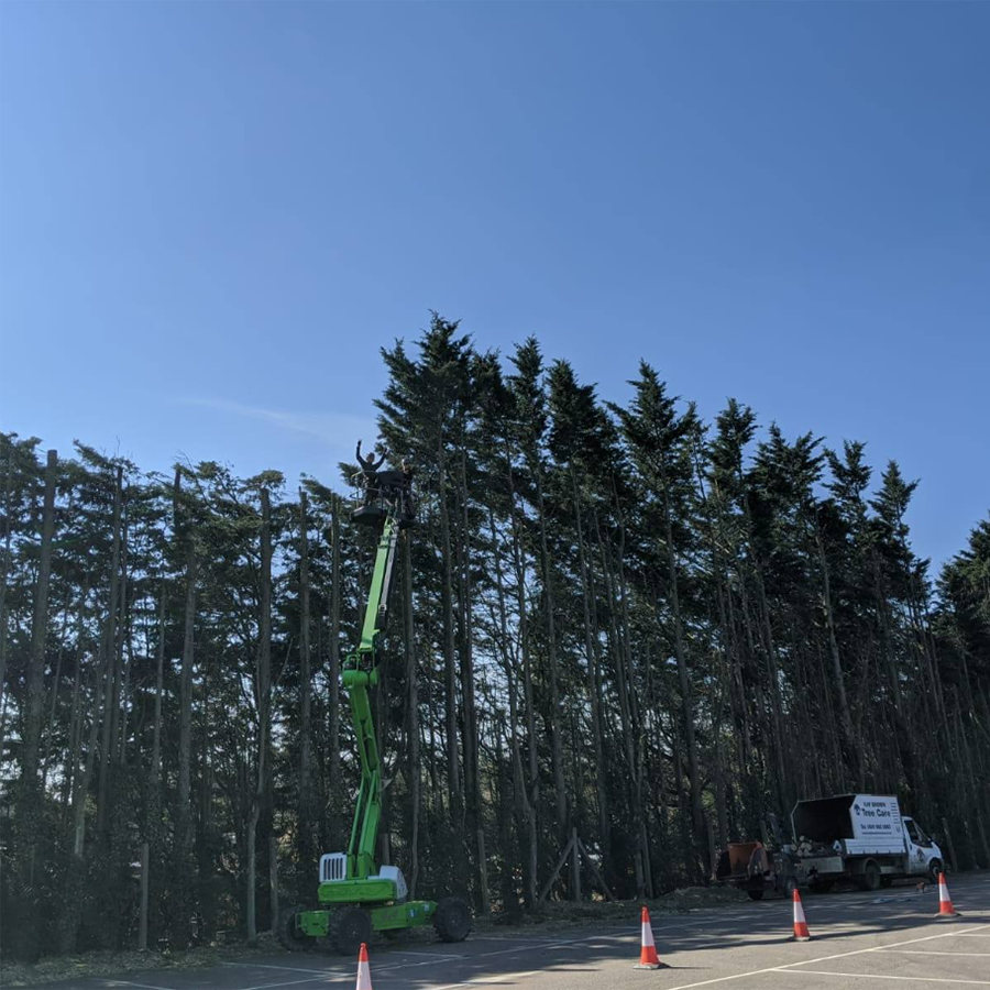 hedge Cutting and Trimming 