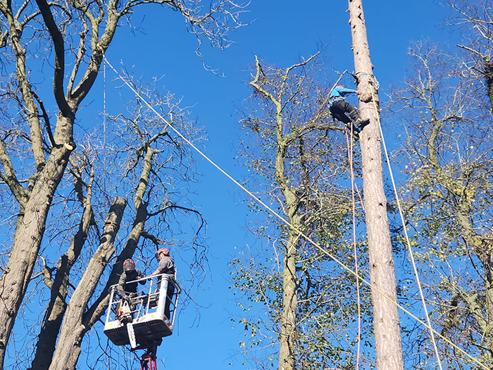 Emergency Tree Work