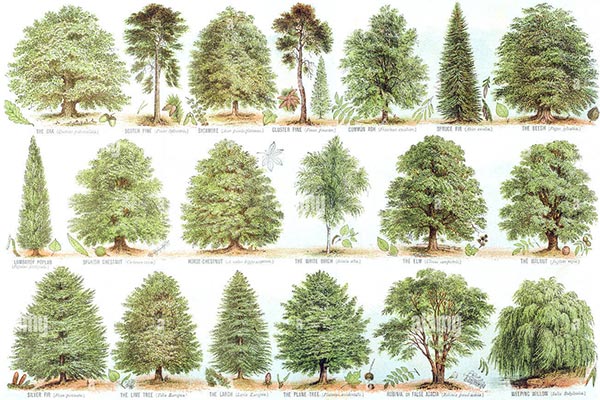 British trees