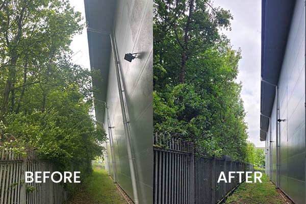 before and after of tree care