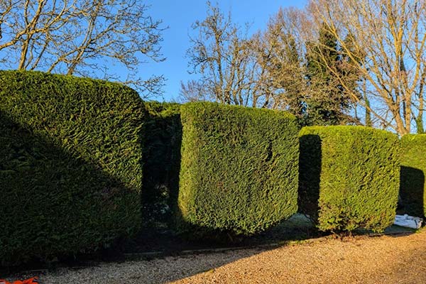 Hedge Cutting and Trimming