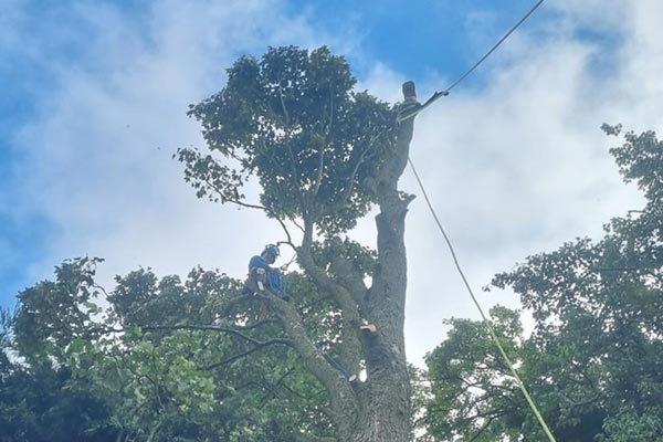 Tree removal