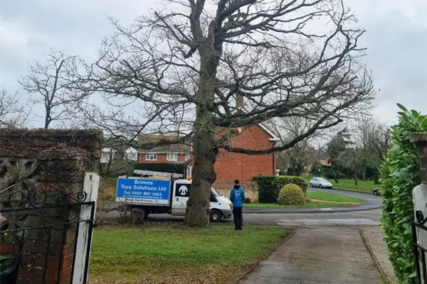 Tree surveying
