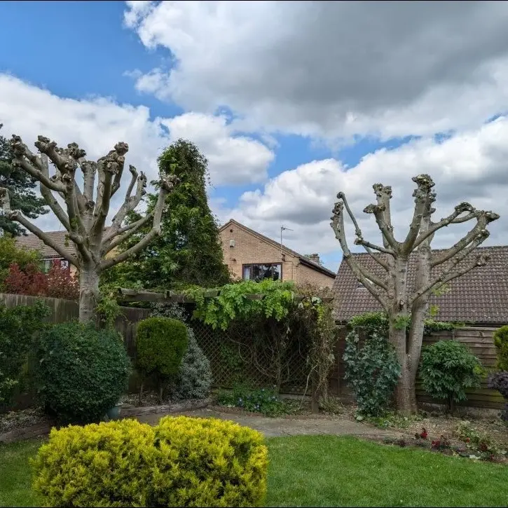 A pruned tree